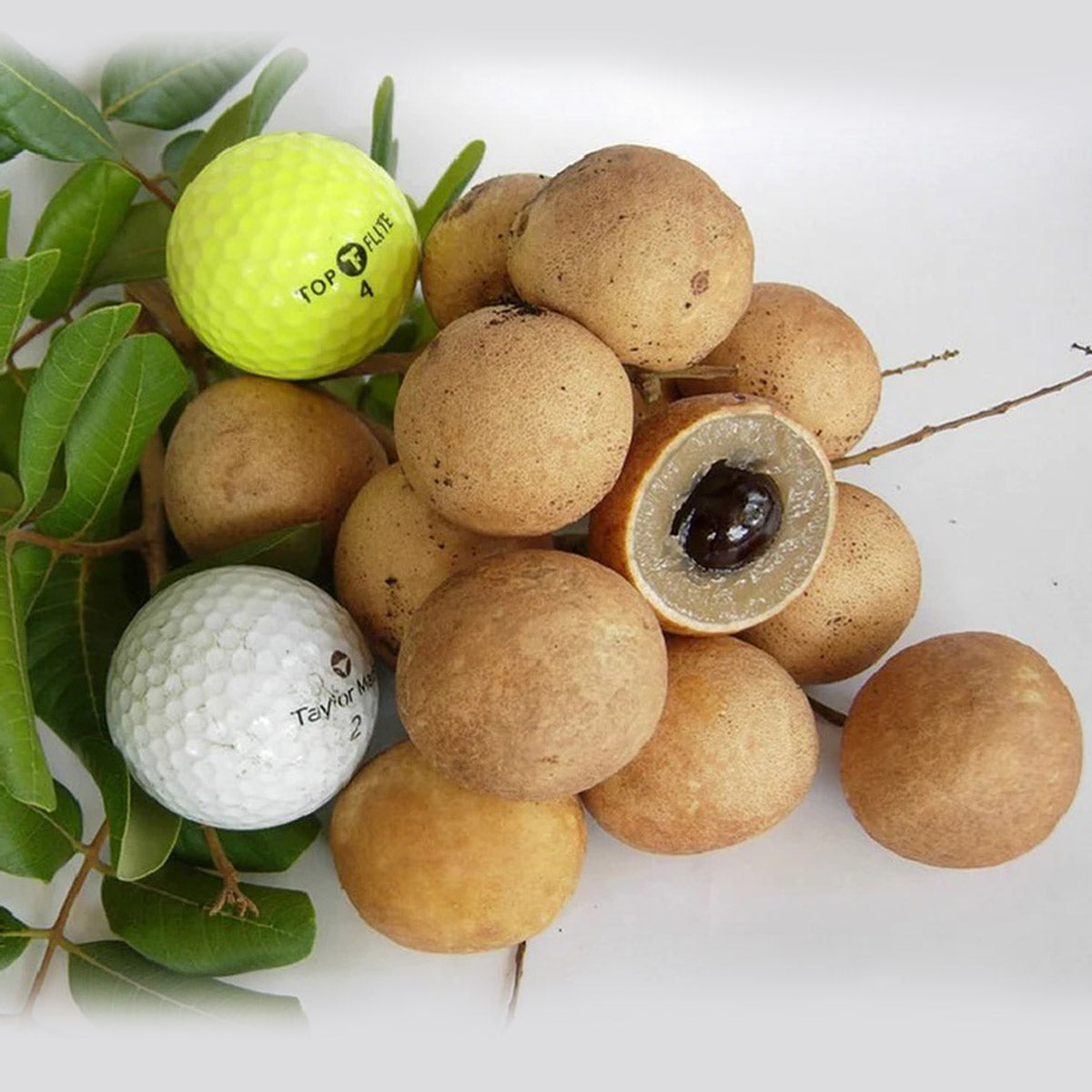 Ping Pong Longan Fruit Plant