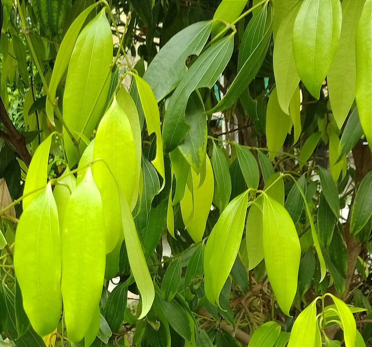 Bay Leaf Tej Patta Spice Plant