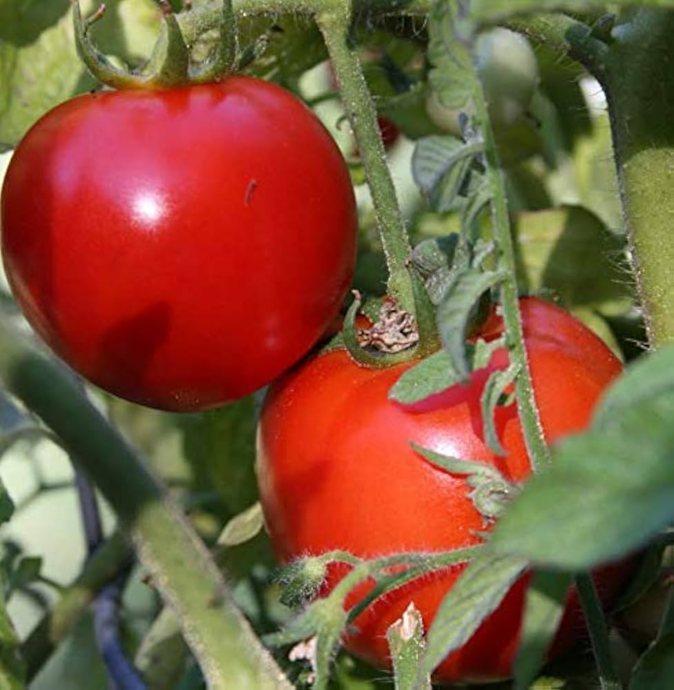 Arka Abhed Hybrid Tomato 50 Seeds