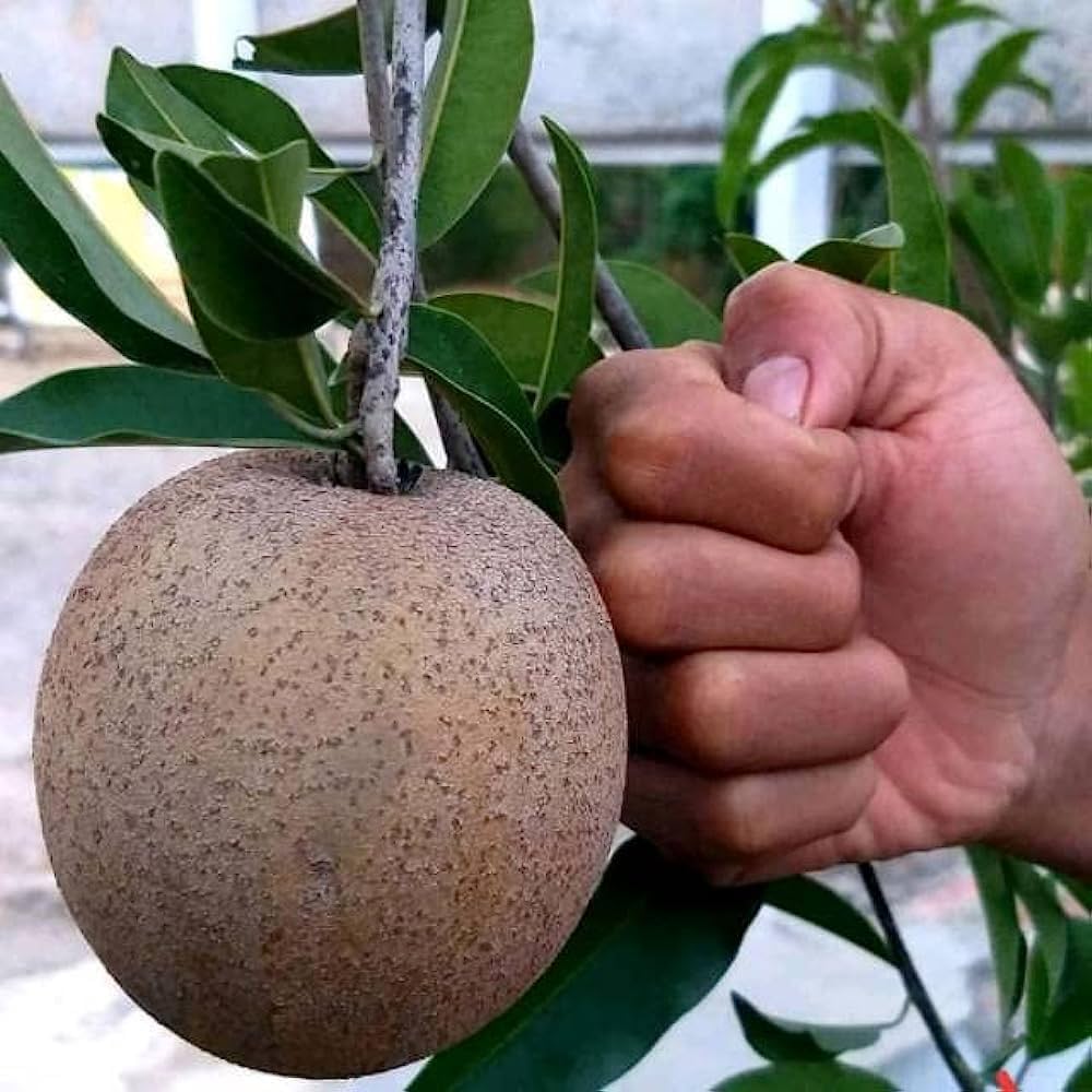 Thai Jumbo King Chiku Sapota Fruit Plant