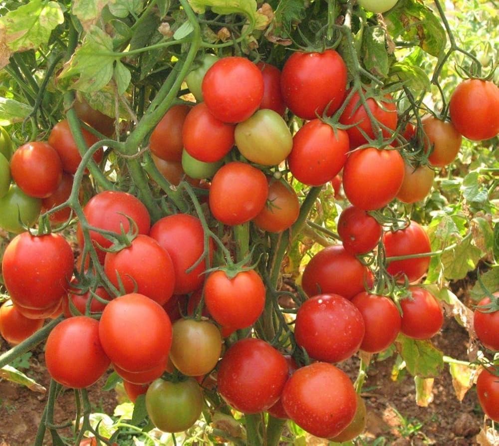 Arka Rakshak Hybrid Tomato 50 Seeds