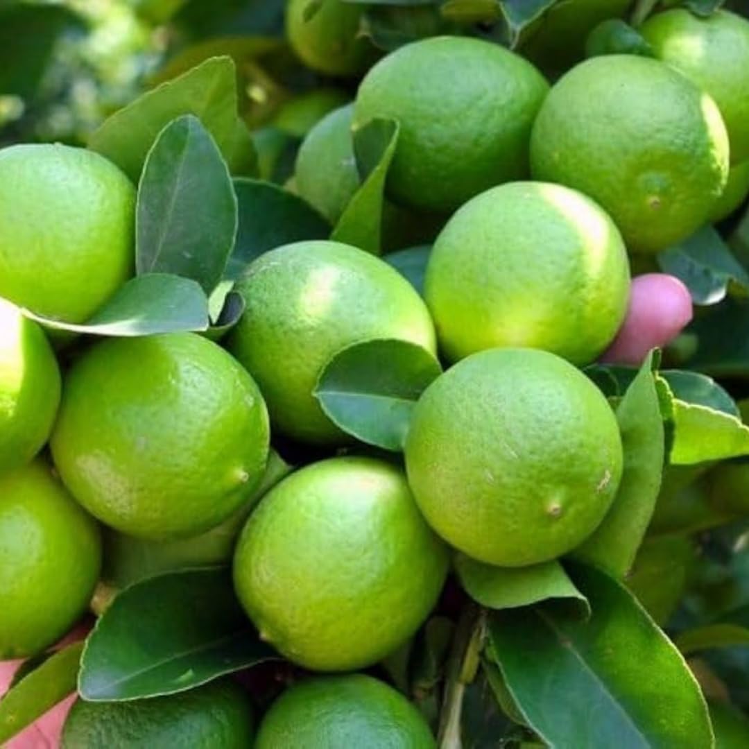 Thailand Market Lemon Fruit Plant