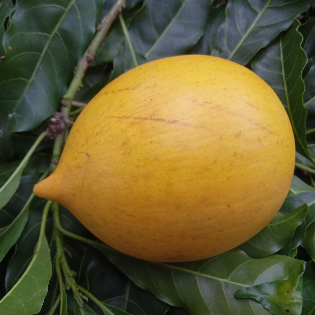 Giant Nipple Abiu Fruit Plant
