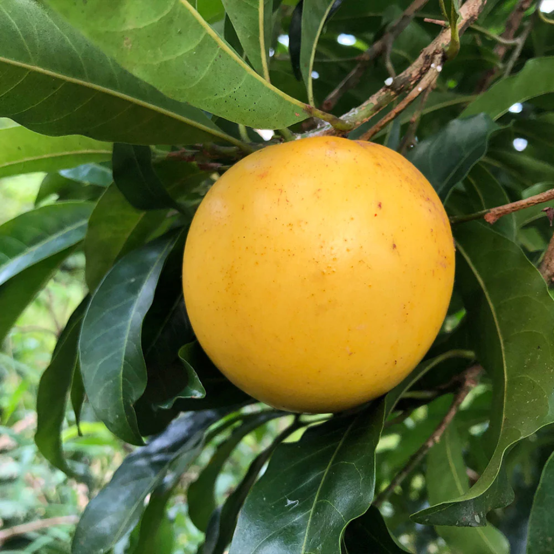 Giant Abiu Fruit Plant