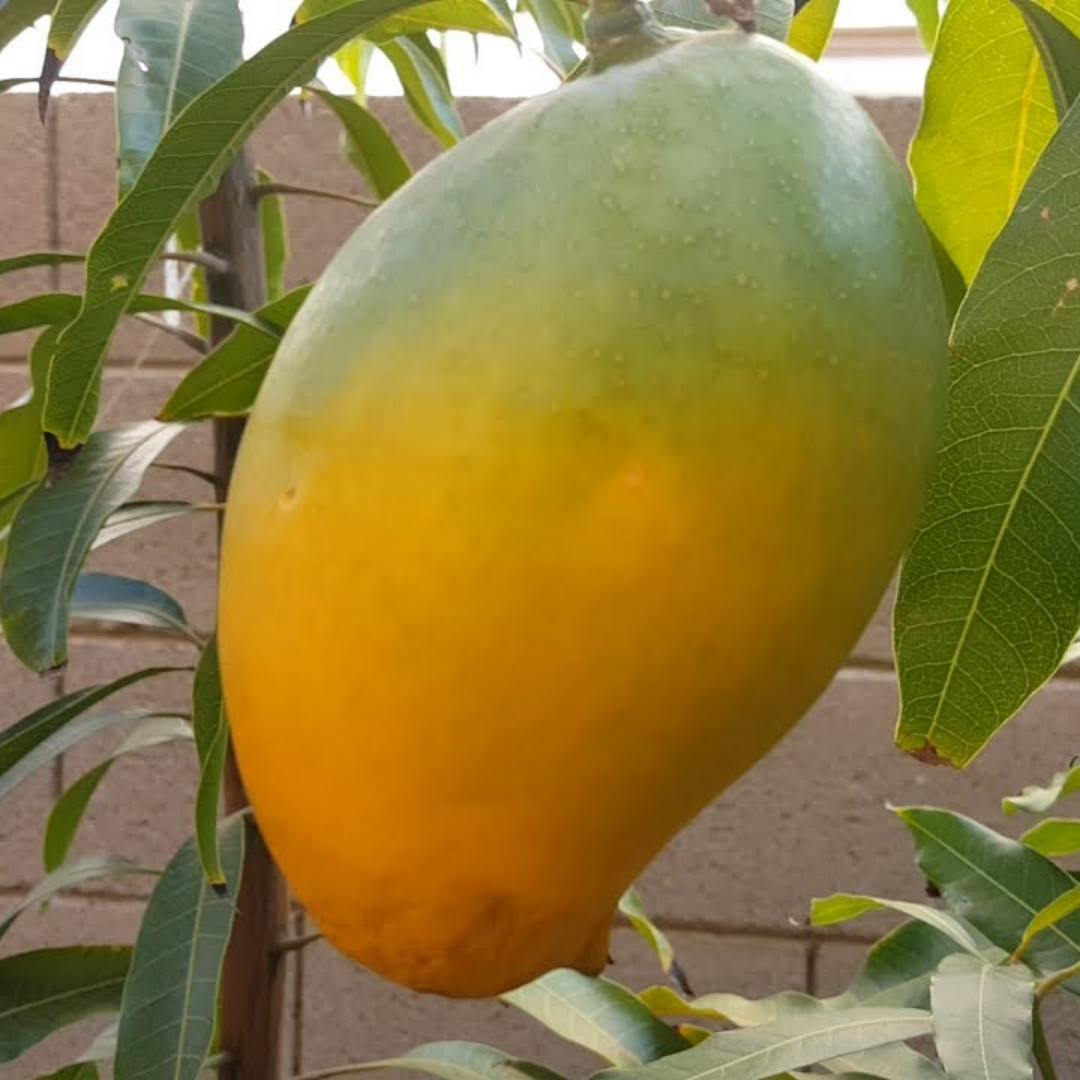 Alampur Baneshan Mango Fruit Plant
