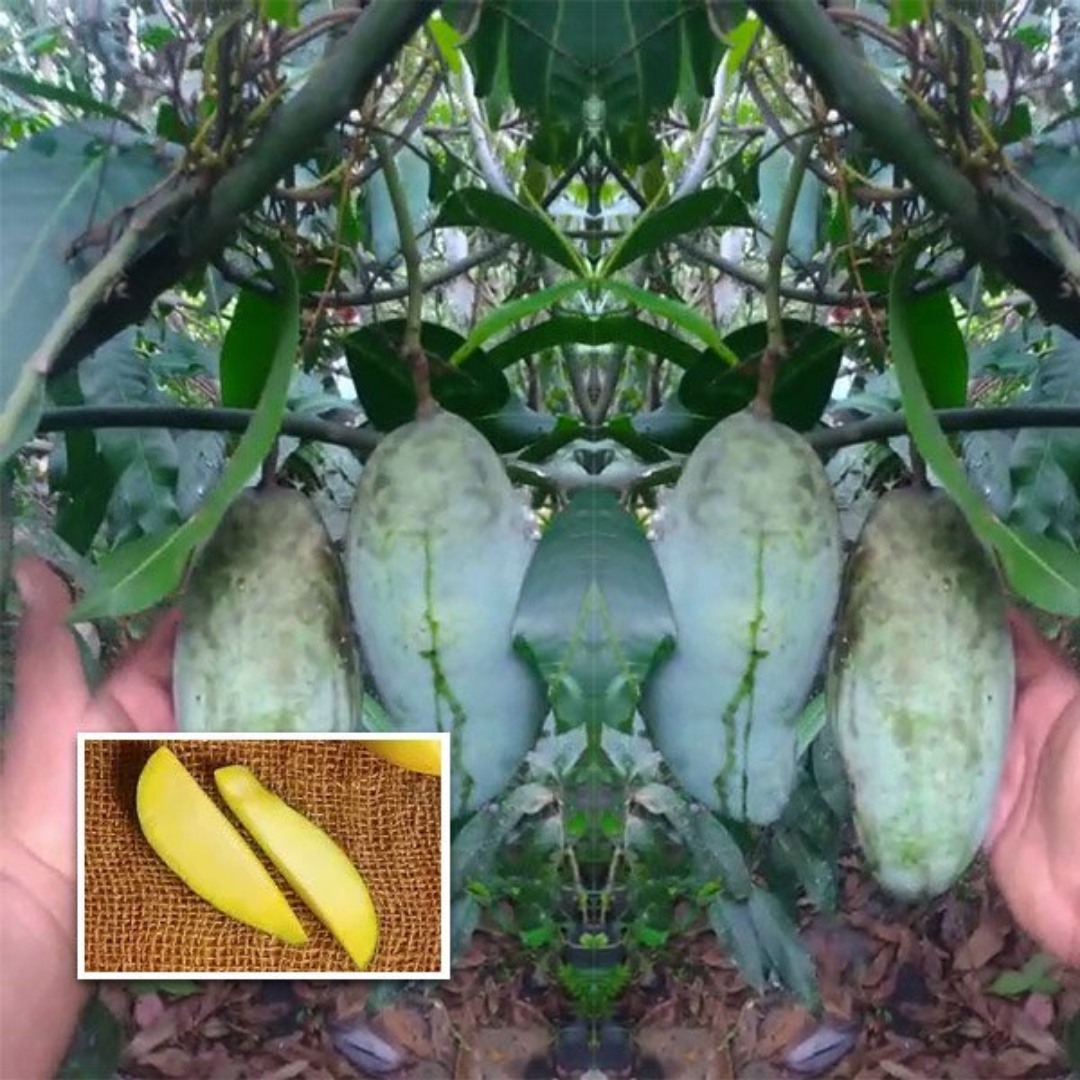 Arama Mango Fruit Plant