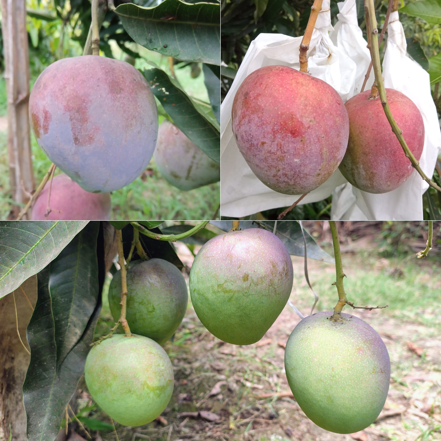 Arunika Mango Fruit Plant