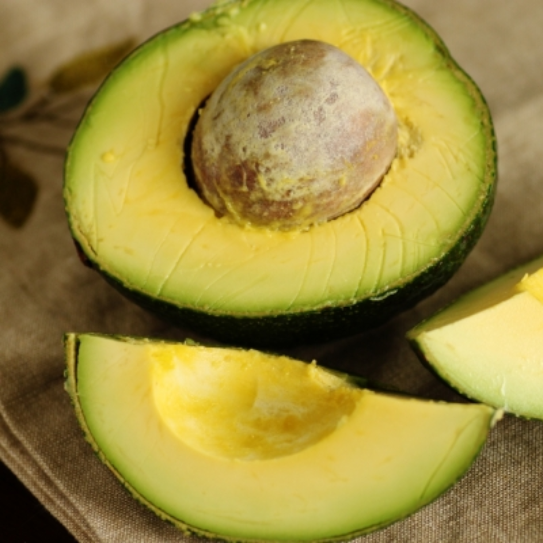 Reed Avocado Plant