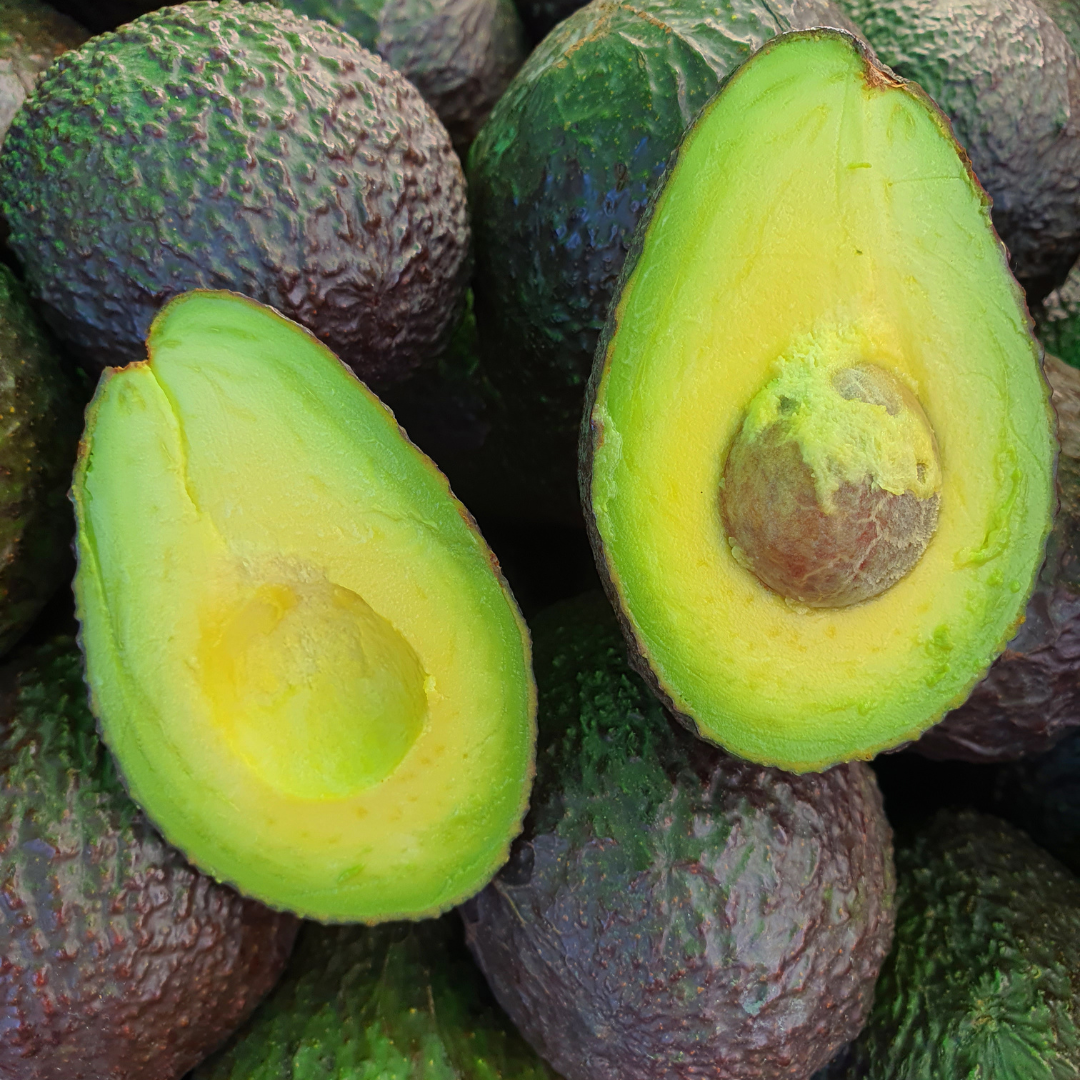 Sharwill Avocado Plant