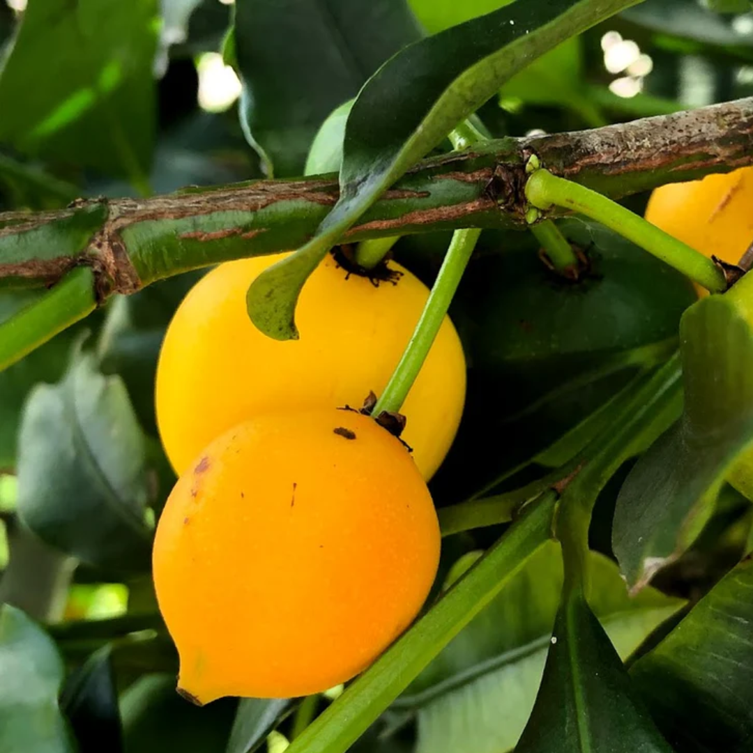 Baraba Lemon Drop Mangosteen Fruit Plant