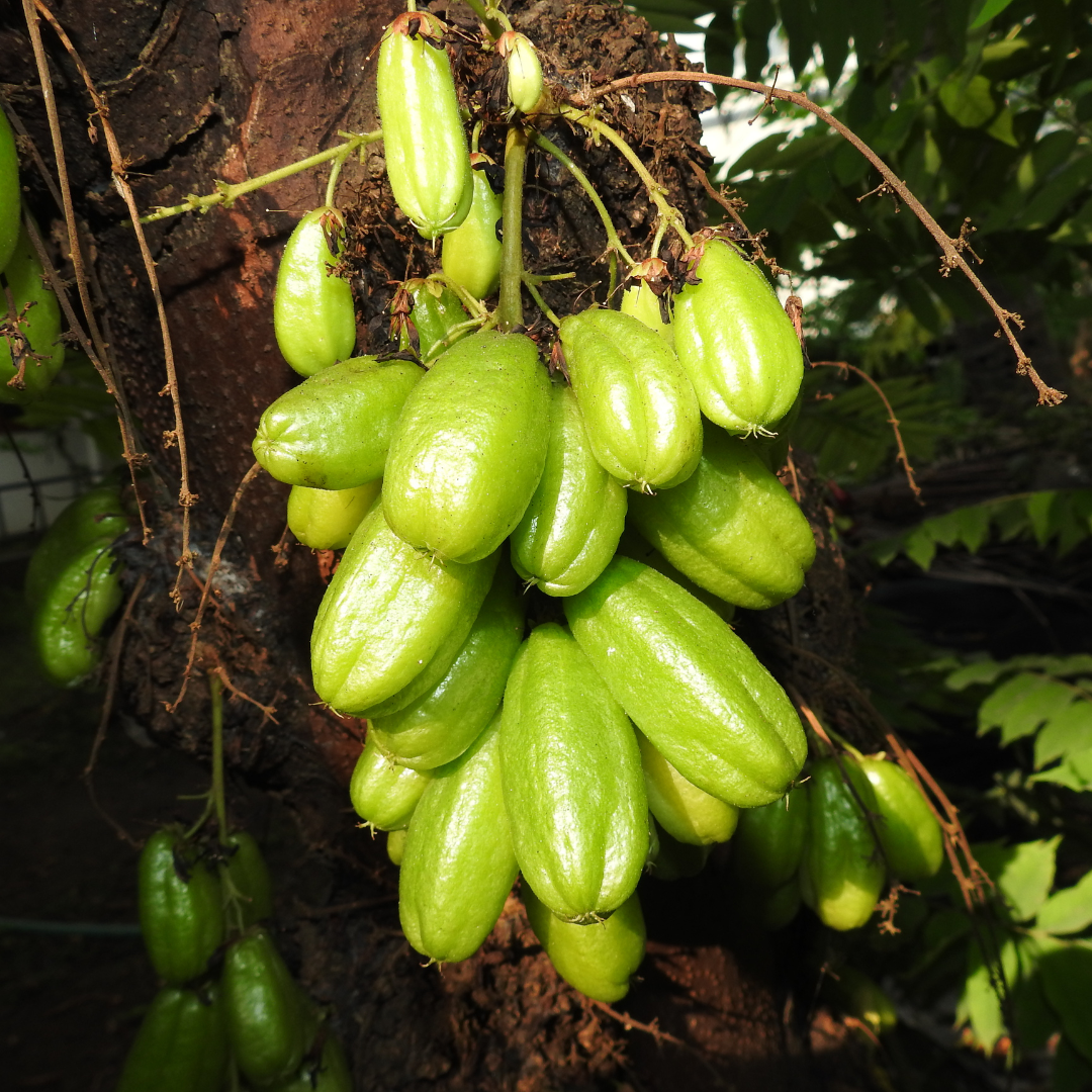 Green Bilimbi Fruit Plant