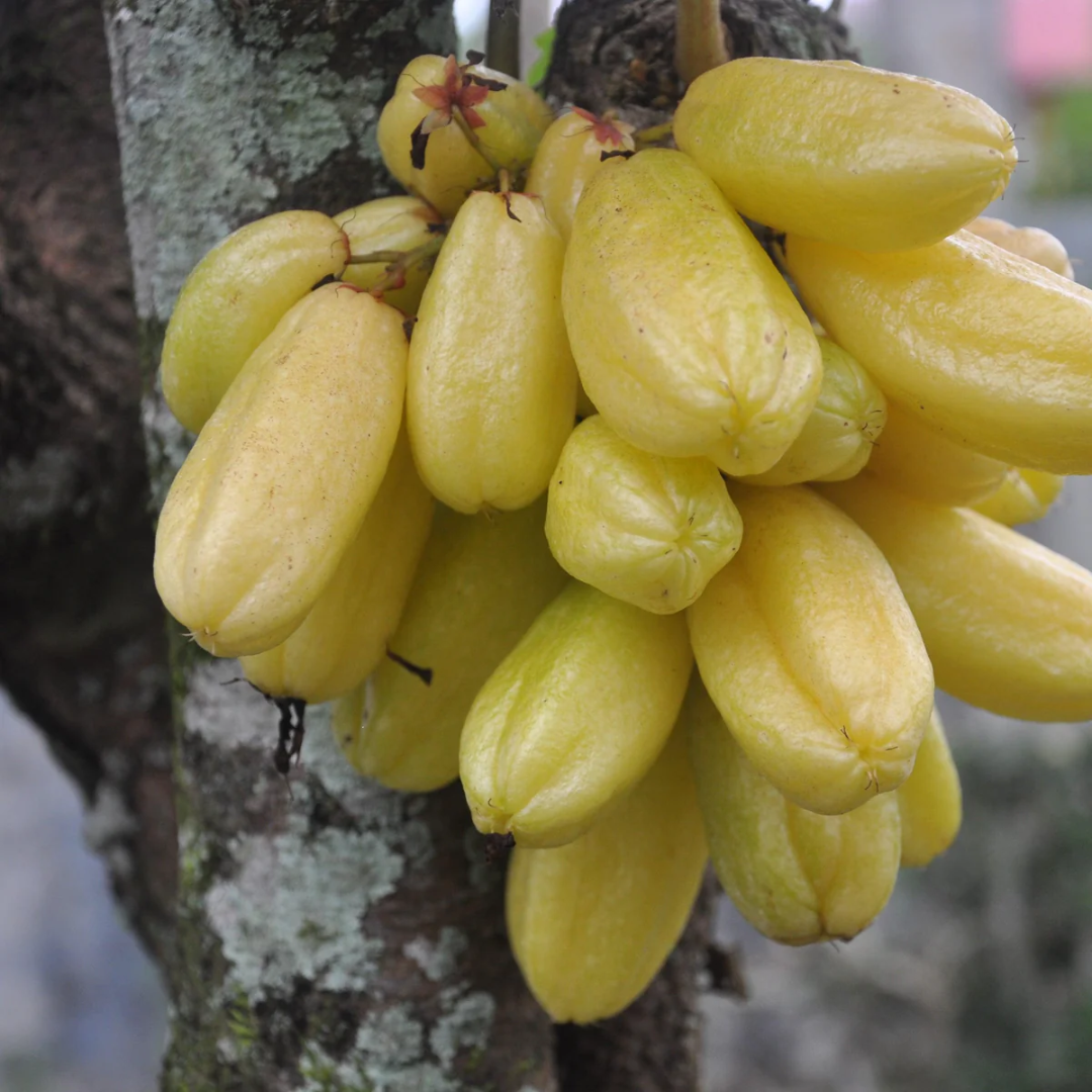 Golden Bilimbi Fruit Plant