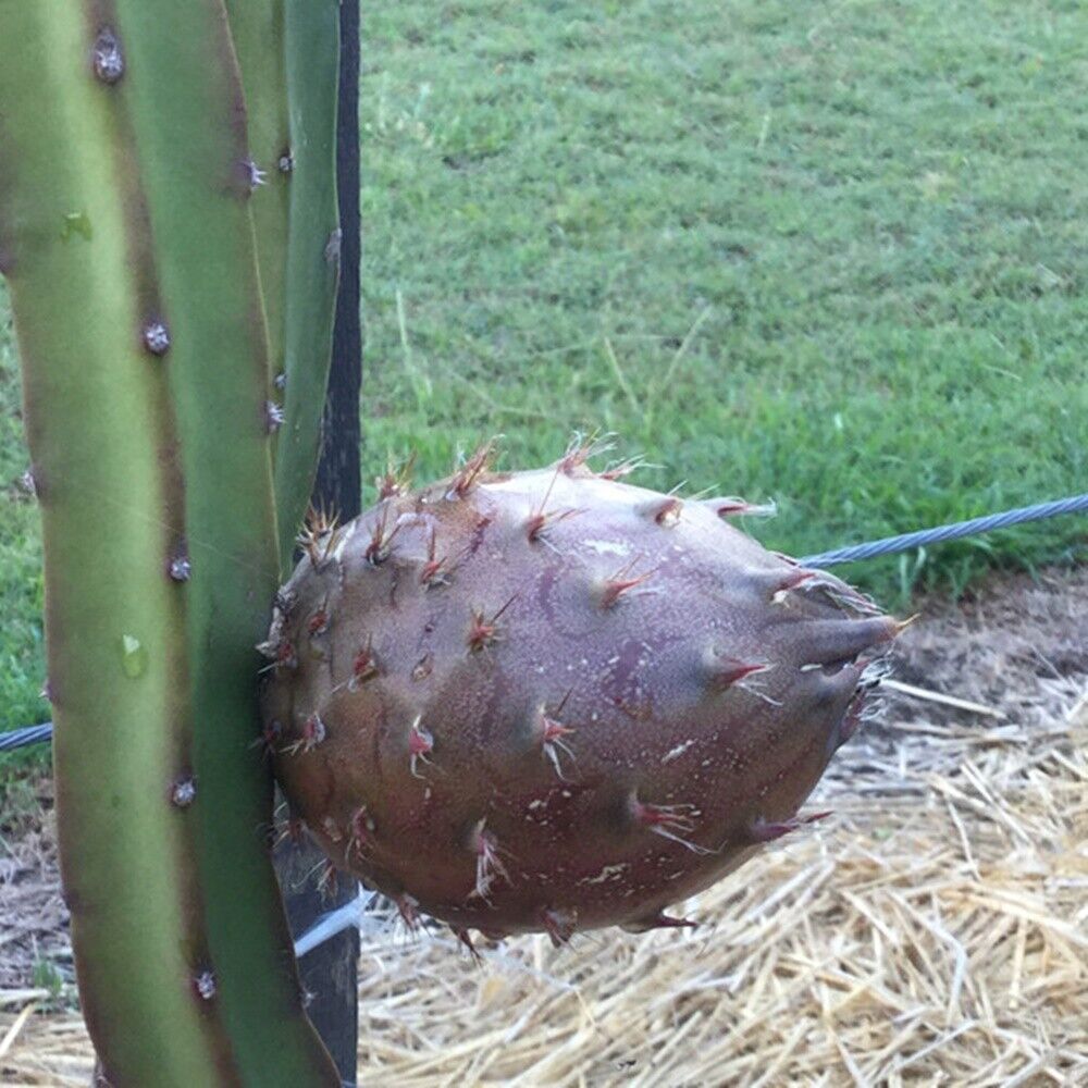 Black Dragonfruit Plant