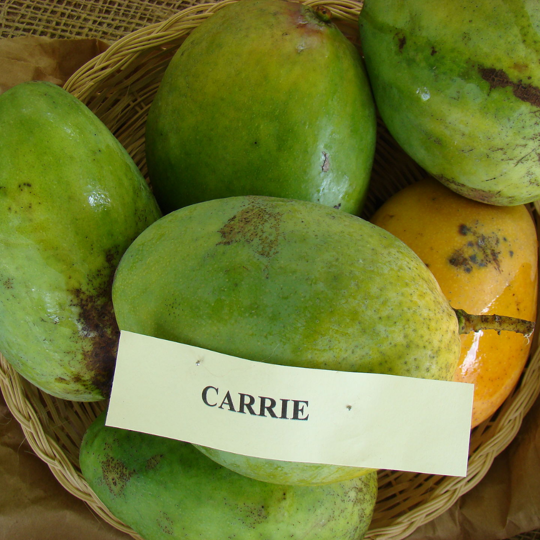 Carrie Mango Fruit Plant