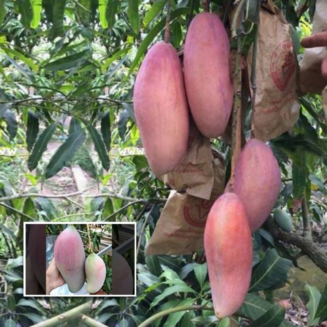 Chang Deang Mango Fruit Plant