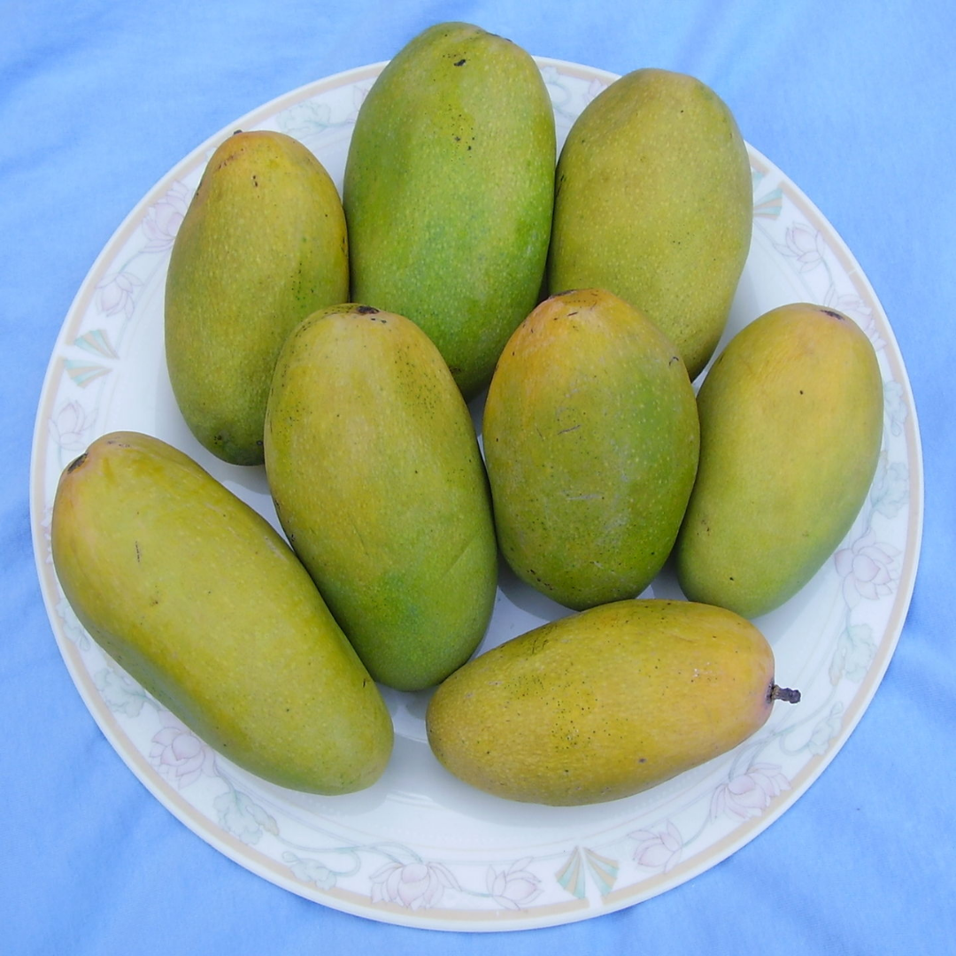 Dasheri Mango Fruit Plant