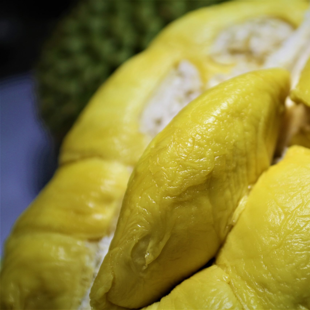 Black Gold Durian Fruit Plant