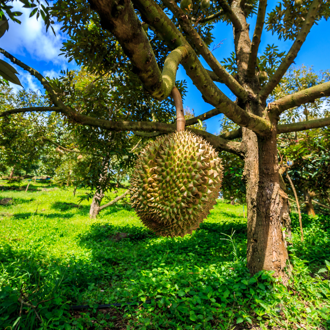 Dwarf Hybrid Durian Fruit Plant