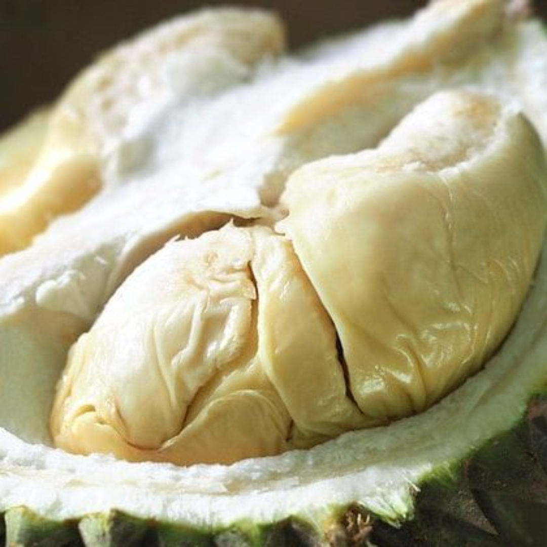 Golden Phoenix Durian Fruit Plant