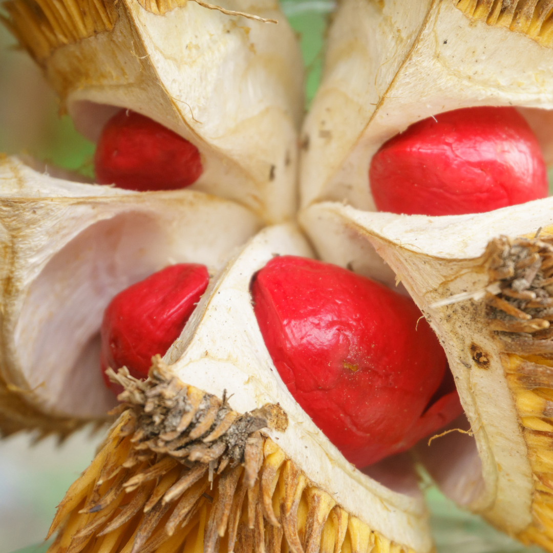 Red Prawn Durian Fruit Plant