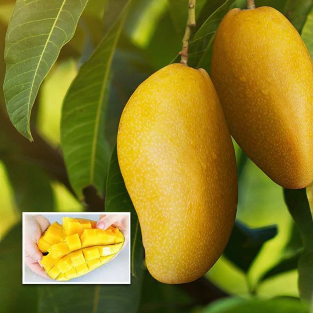 Giant Dream Mango Fruit Plant