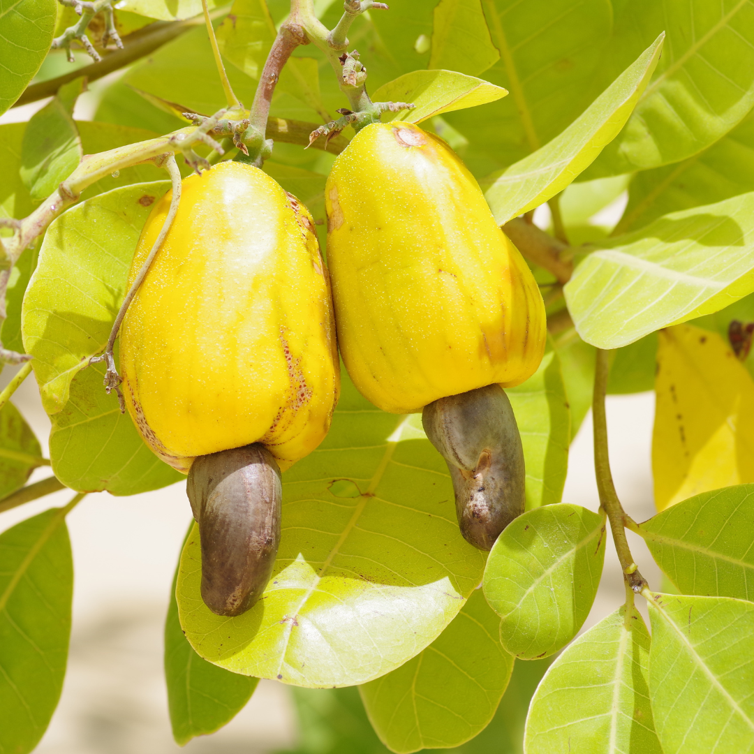 Golden Cashew Apple Plant