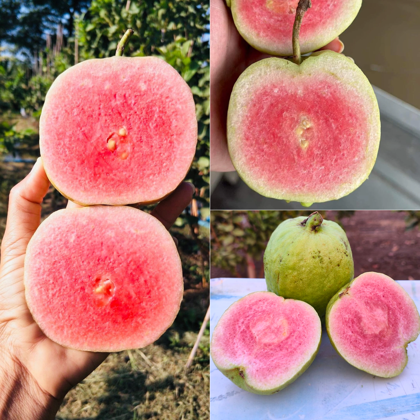 Red Diamond Guava Fruit Plant