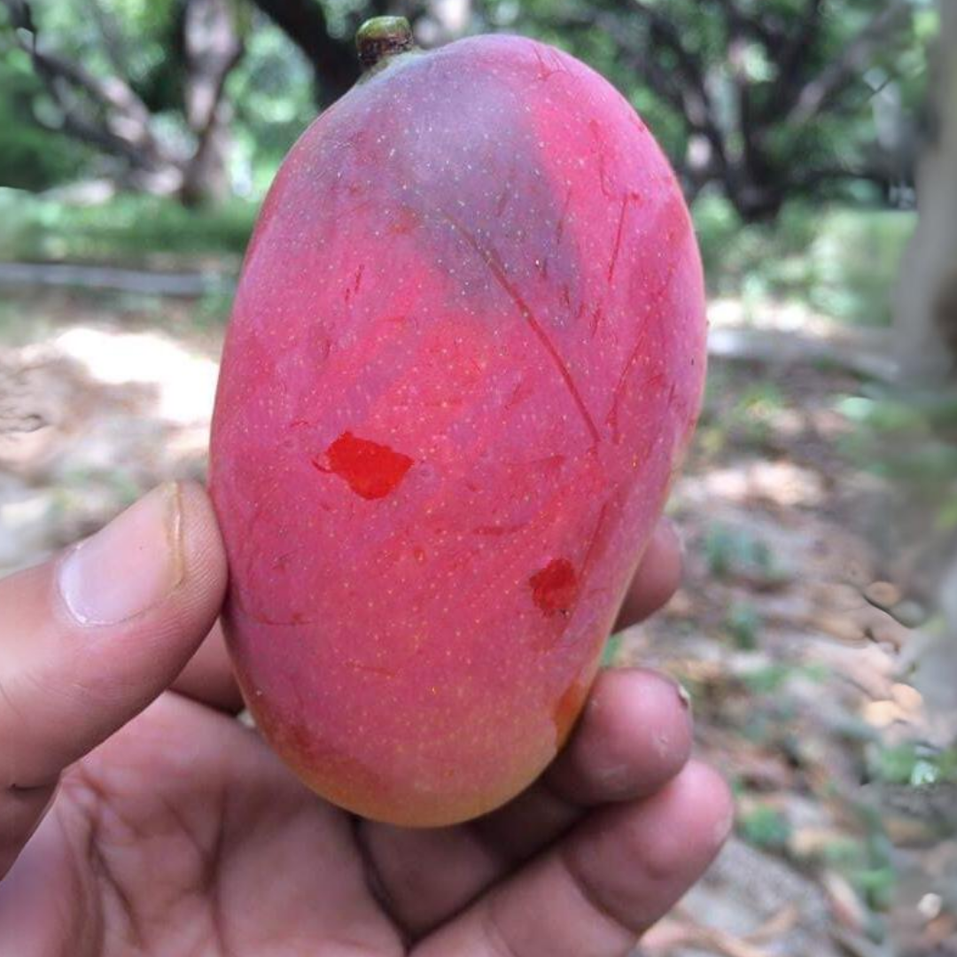 Husnara Mango Fruit Plant