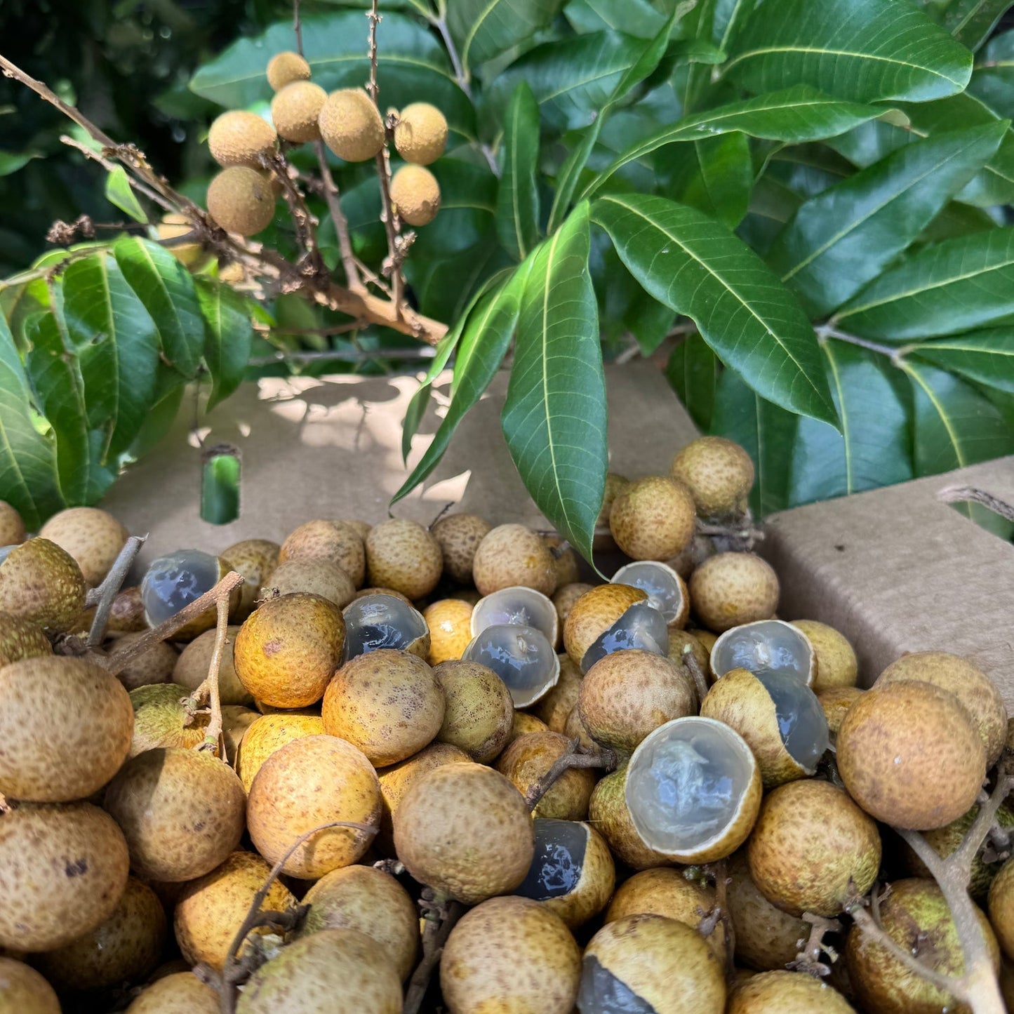 Diamond River Longan Fruit Plant