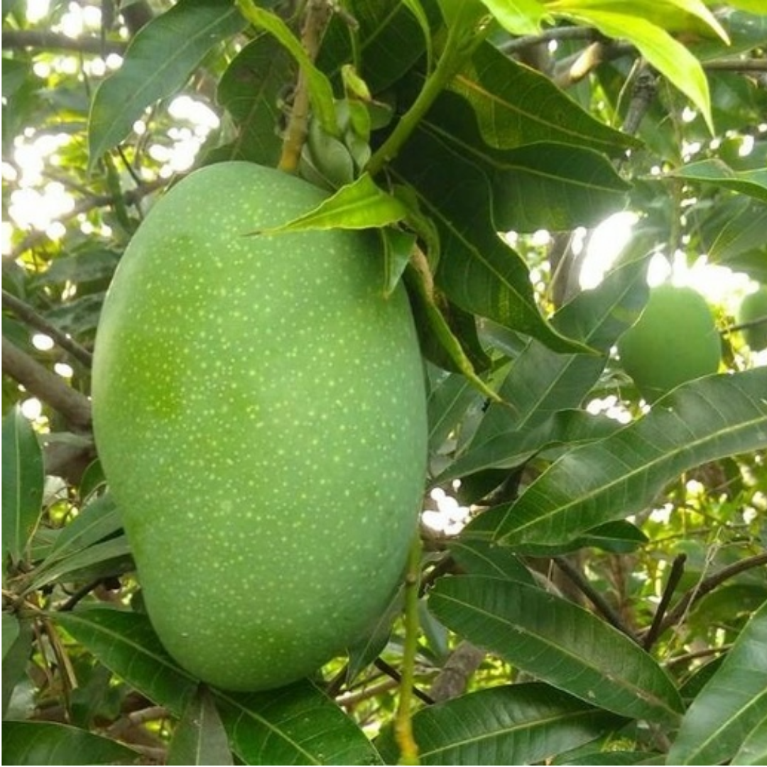 Imam Pasand Mango Fruit Plant