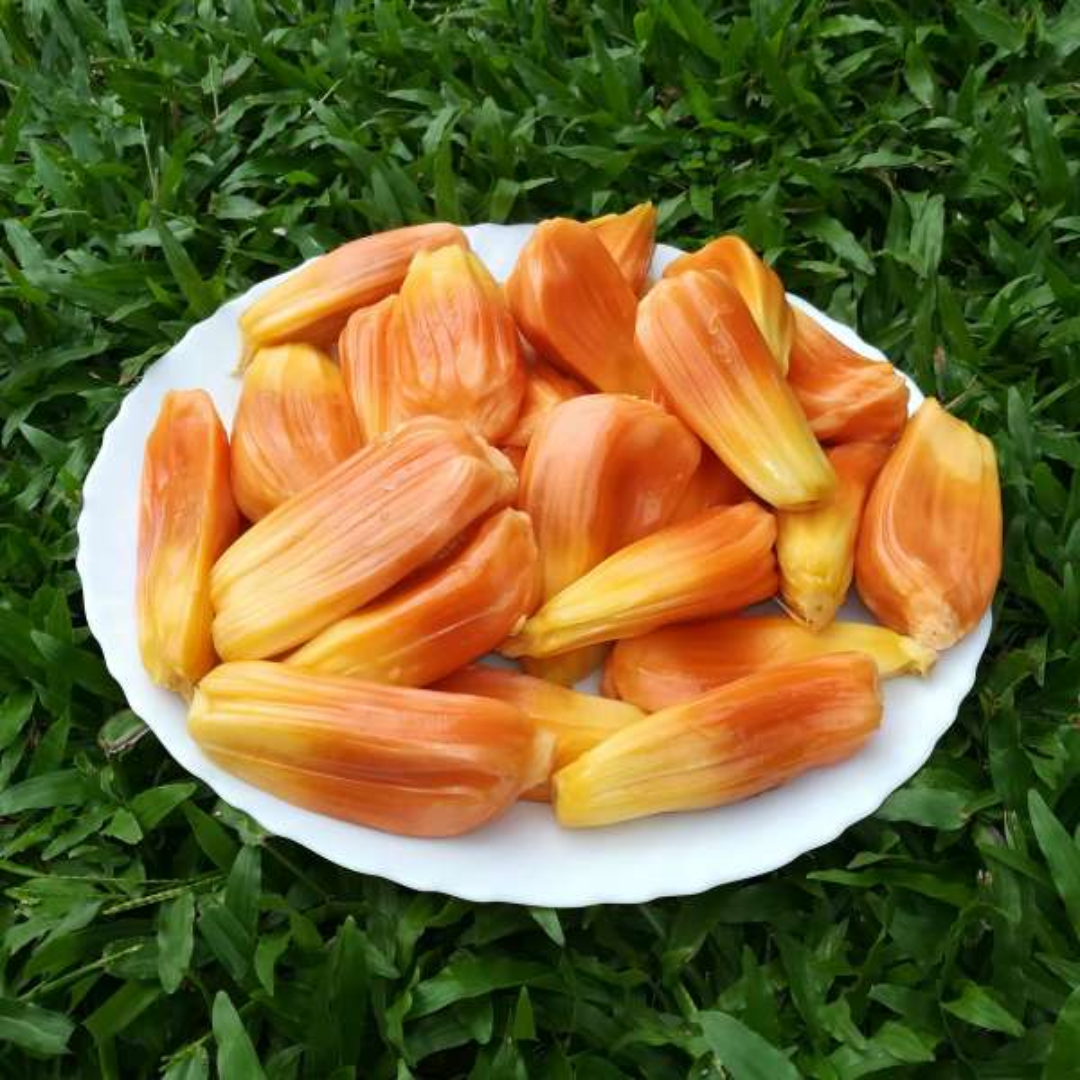 Sindhoor Jackfruit Plant