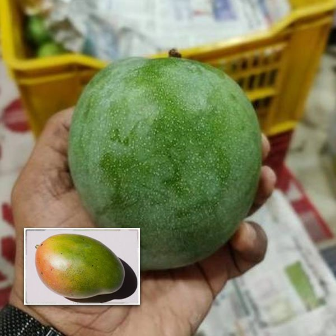 Jahangir Mango Fruit Plant