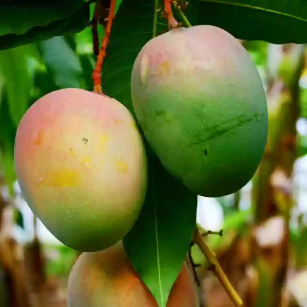 Jakarta Mango Fruit Plant