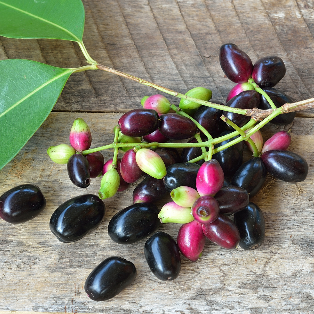 Black Jamun Fruit Plant