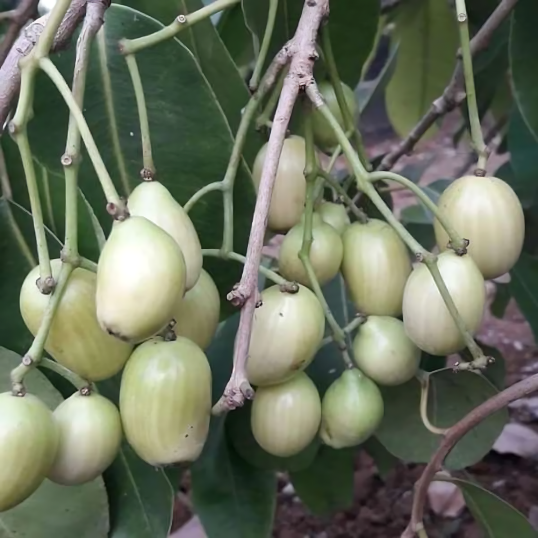 White Jamun Fruit Plant