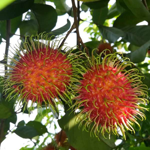 Jarum Emas Rambutan Fruit Plant