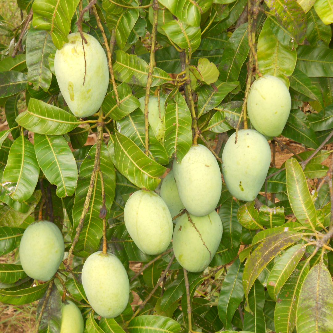 Kalapady Mango Fruit Plant
