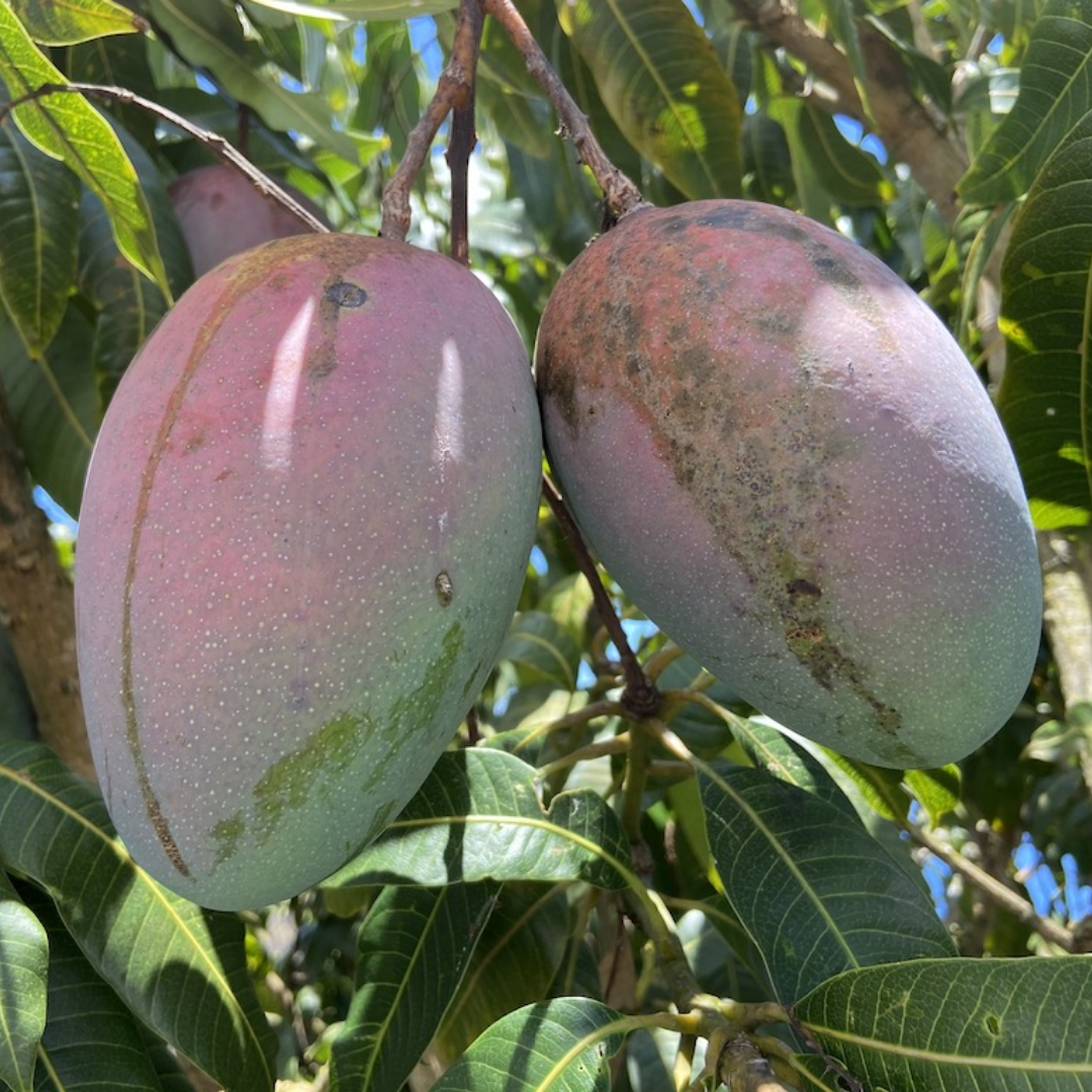Keitt Mango Fruit Plant