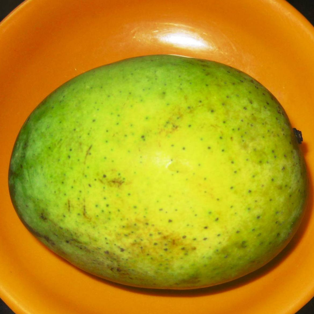 Langra Mango Fruit Plant