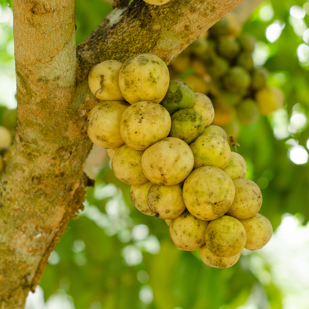 Duku Langsat Fruit Plant