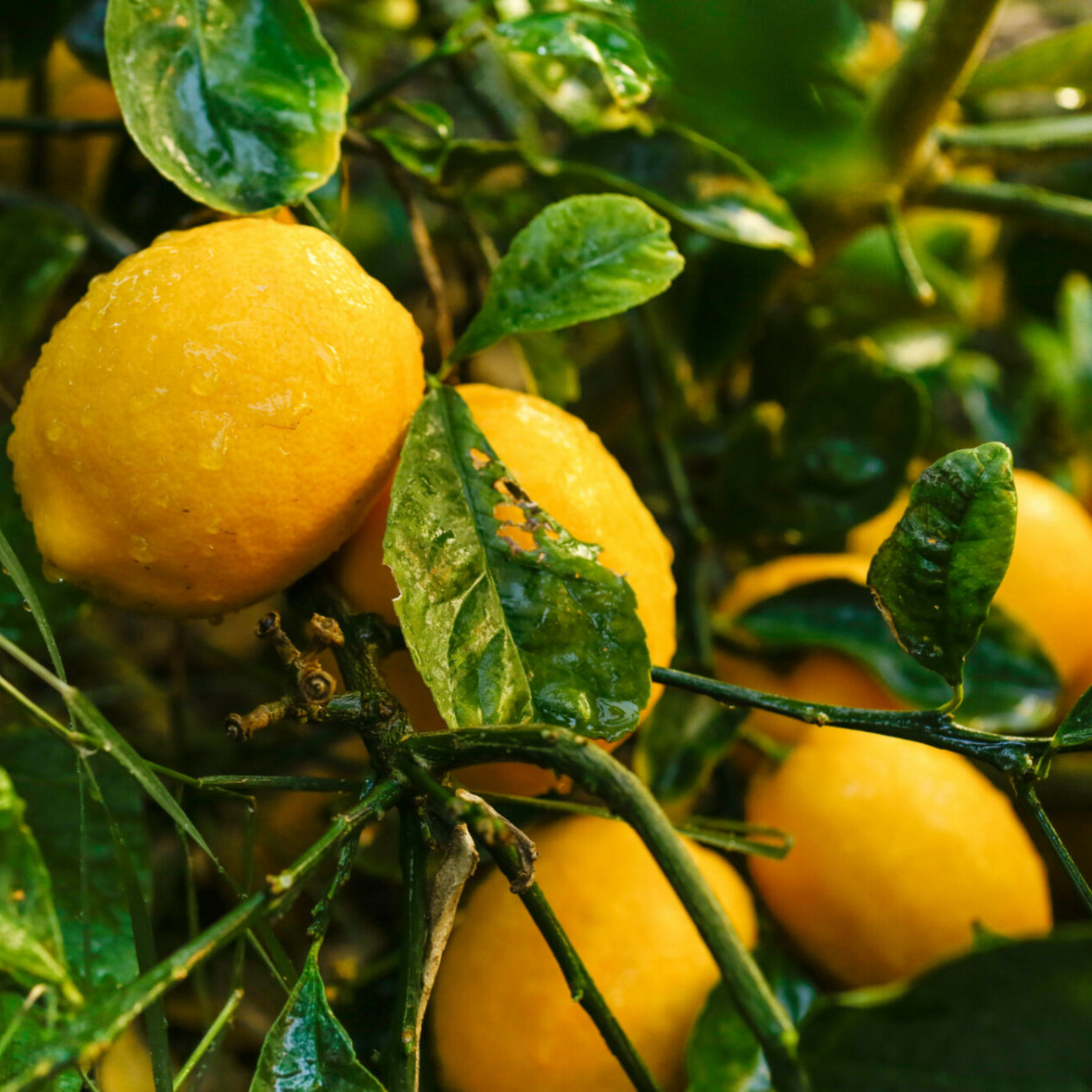 Meyer Lemon Fruit Plant