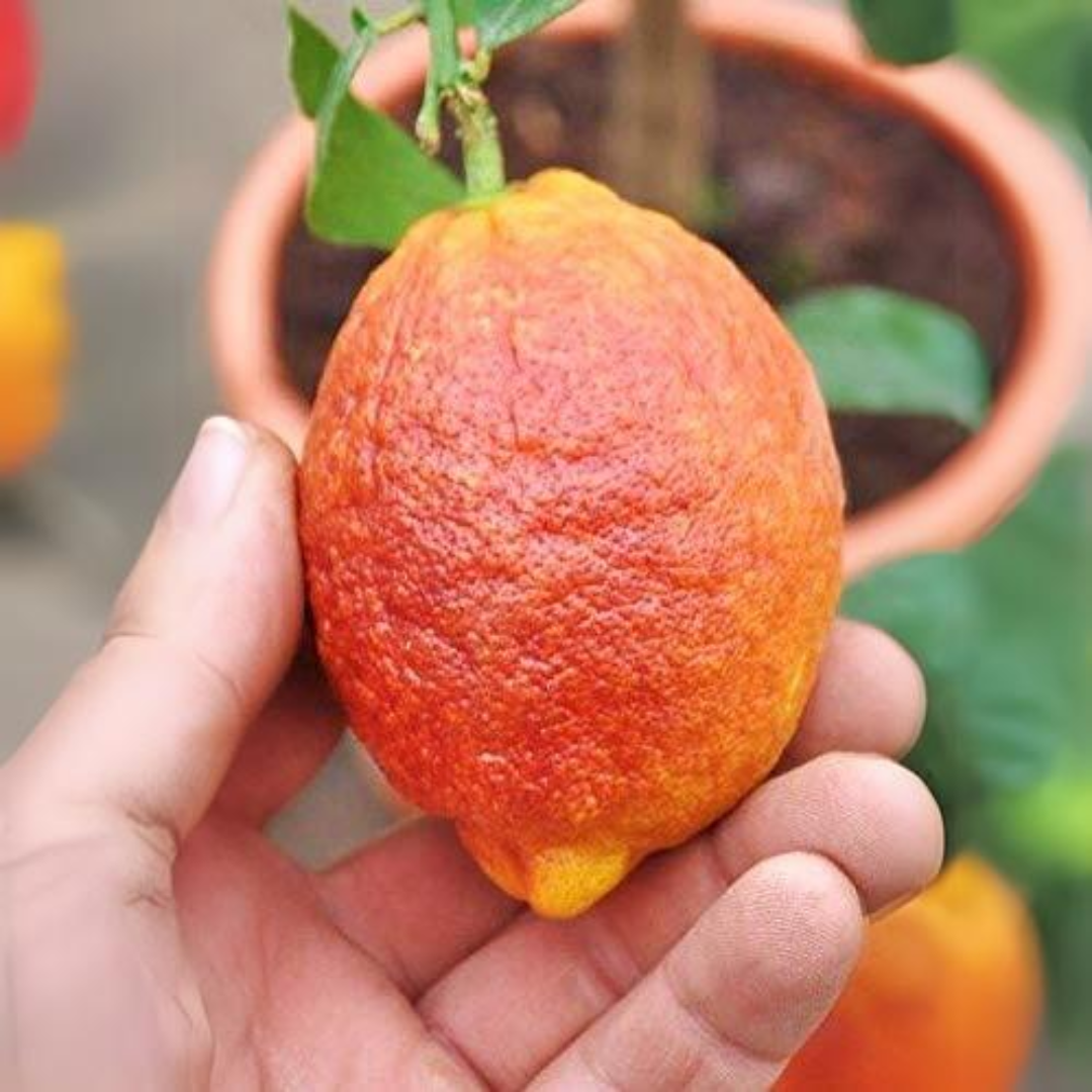 Thailand Red Lemon Fruit Plant