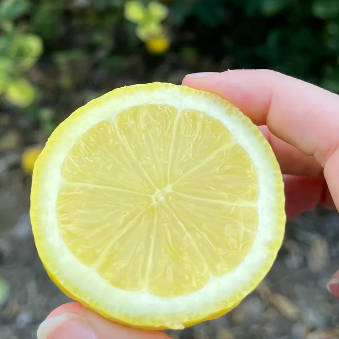 Seedless Lemon Fruit Plant