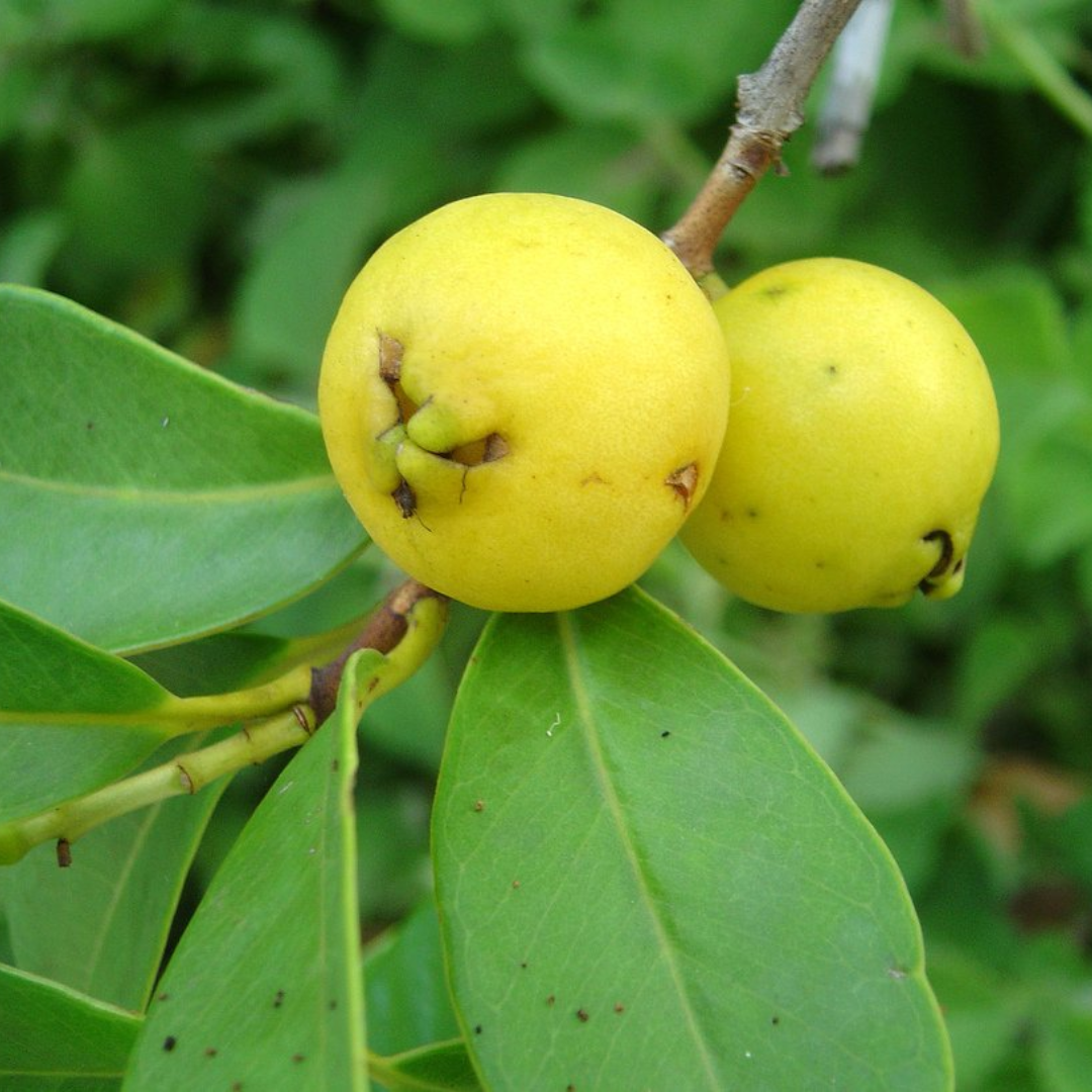 Lemon Guava Fruit Plant