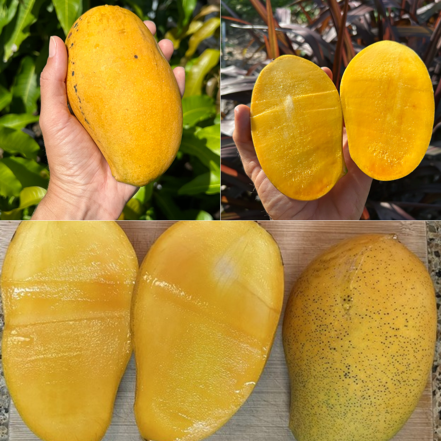 Lemon Zest Mango Fruit Plant