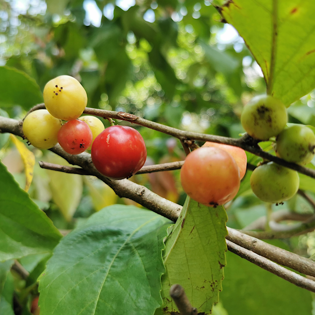 Loobi Coffee Plum Fruit Plant