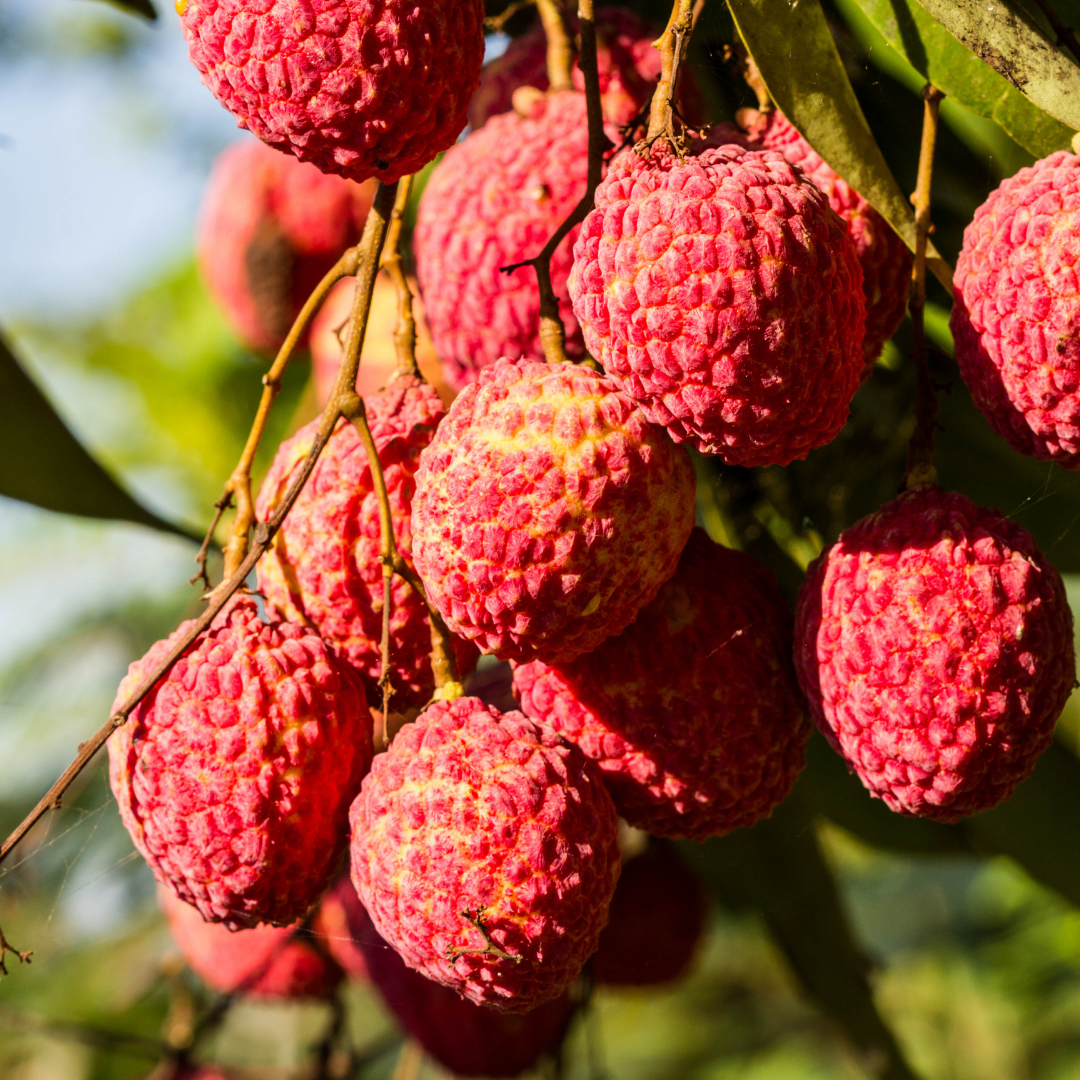 Bengal Lychee Fruit Plant