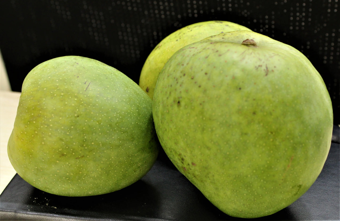 Malgova Mango Fruit Plant