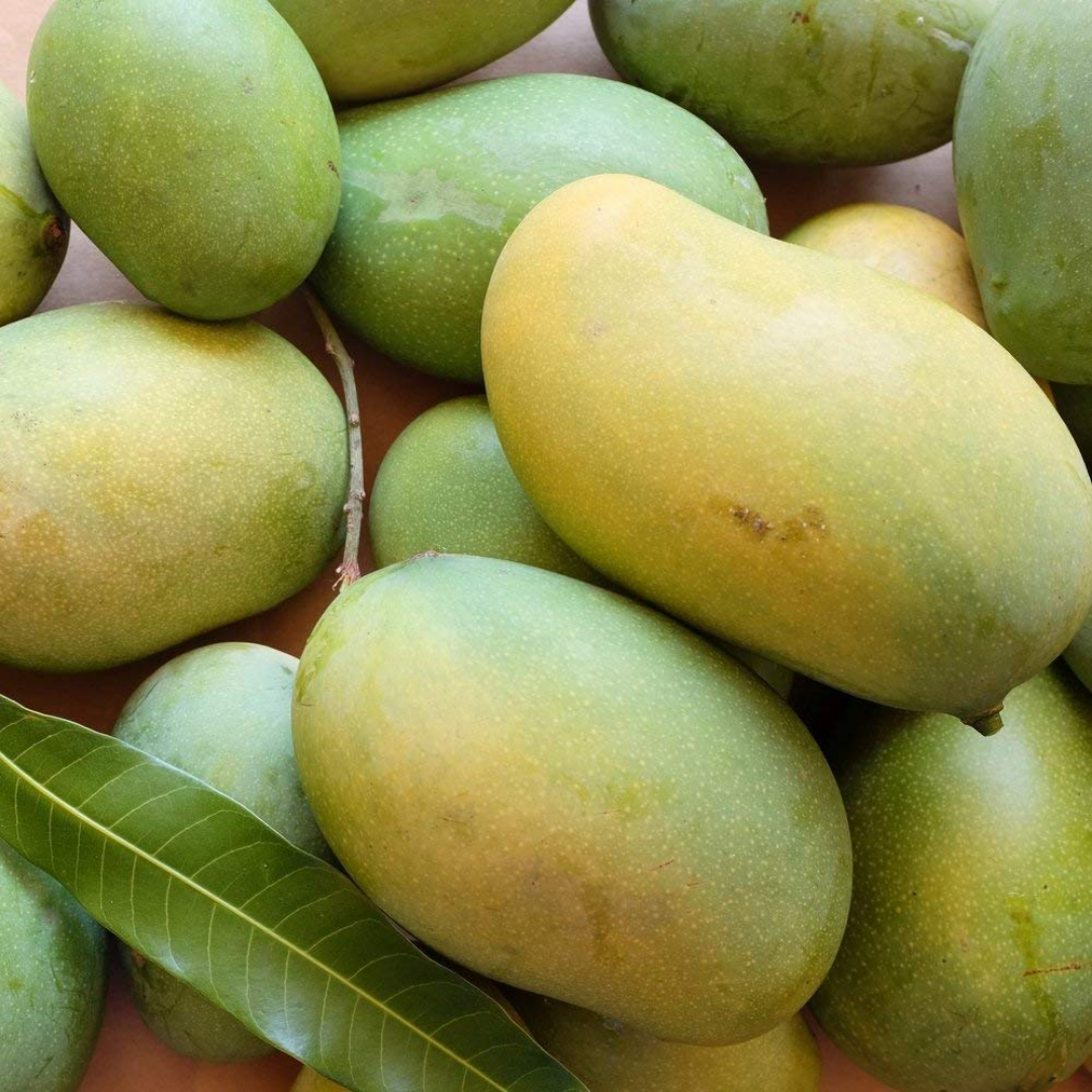 Mallika Mango Fruit Plant