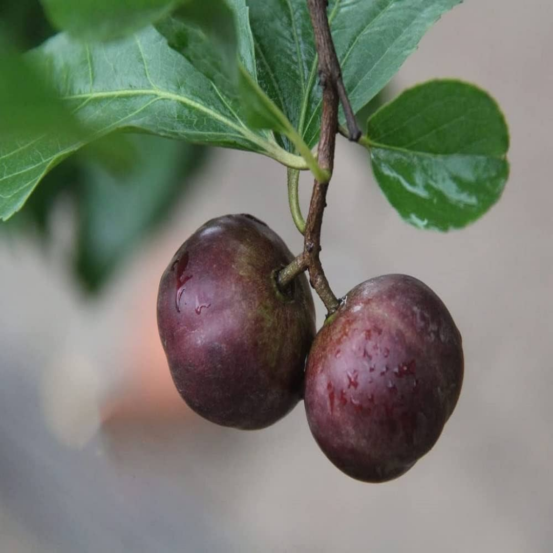 Purple Manila Tennis Ball Cherry Fruit Plant